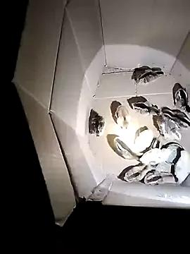 soope-00 on StripChat 